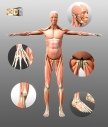 Image de Synthèse Médicale