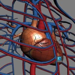 Le Système Cardio-vasculaires en infographie 3D