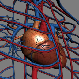 Le Système Cardio-vasculaires en infographie 3D