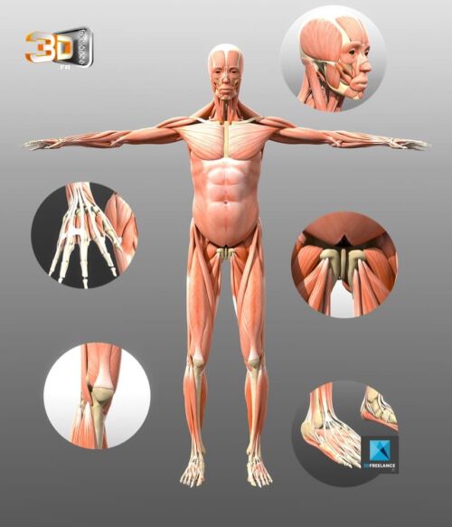 Le corps humain en 3D