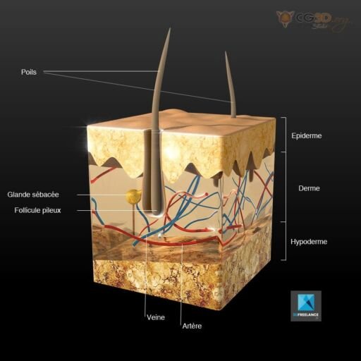 Communication Médicale : le système pileux en 3D