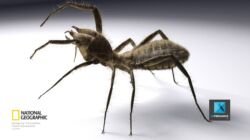 illustration 3d scorpion