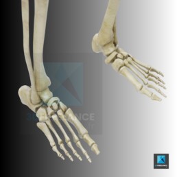 squelette pied os - dessin médical