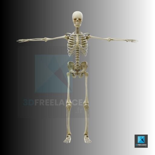 image squelette humain - illustrateur médical