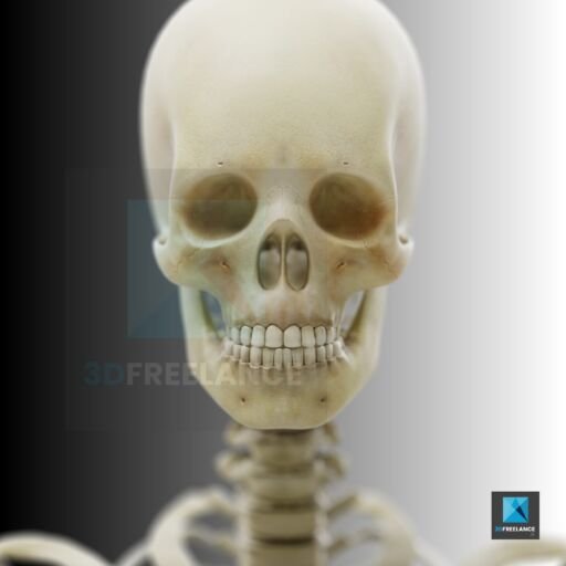 crane humain squelette - illustration médical