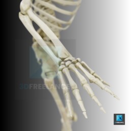 os main squelette 3d - illustration médicale