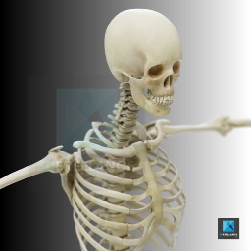 image 3d squelette humain