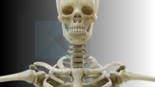 modélisation 3D squelette humain