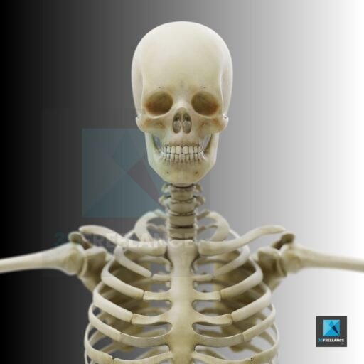 modélisation 3D squelette humain