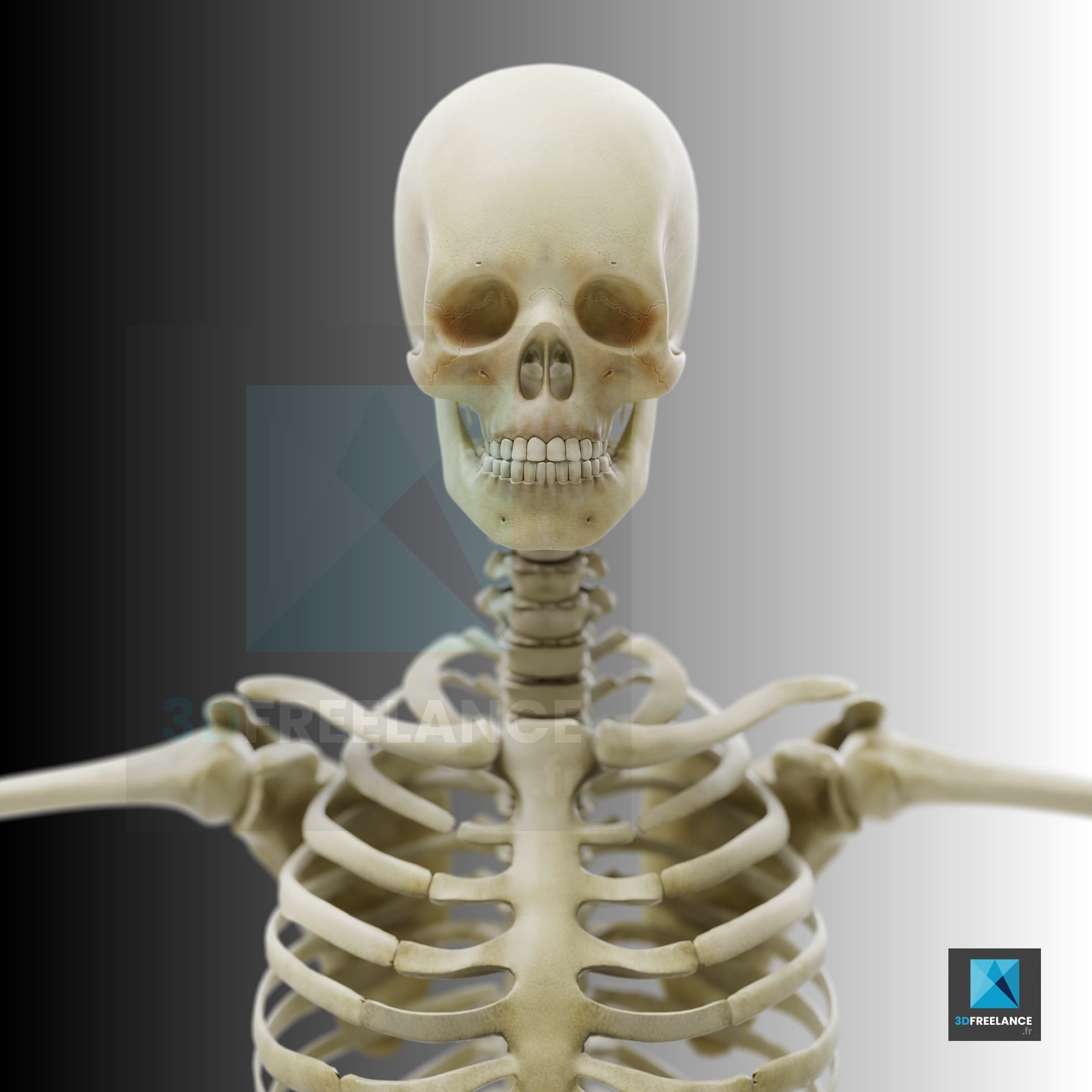 Le squelette  humain en 3D Illustrations M dicales   Le squelette  humain en 3D Illustrations M dicales