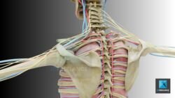 système artériel - illustration médicale