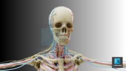 système circulatoire sanguin - illustration médicale