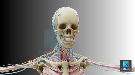 système circulatoire sanguin - illustration médicale