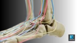 système vasculaire - illustration