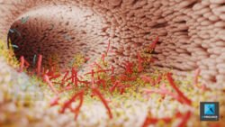 animation 3d médical freelance film 3d vidéo 3d - intestins