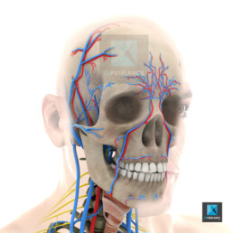 illustration médicale image 3d système vasculaire cérébral