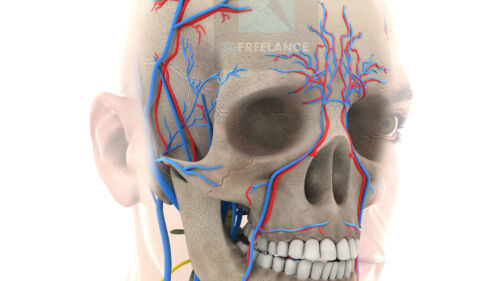 illustration médicale image 3d système vasculaire cérébral