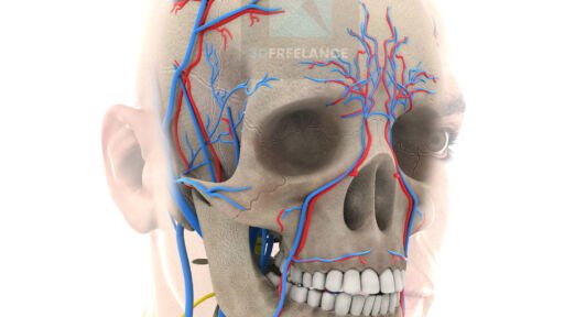 illustration médicale image 3d système vasculaire cérébral