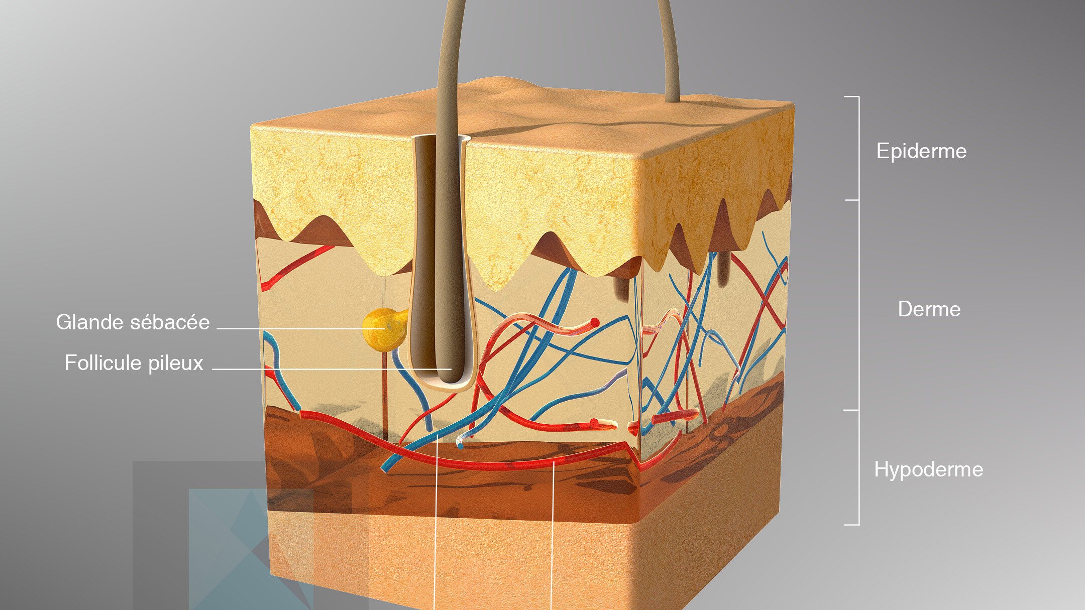 image 3d médicale système pileux modélisation