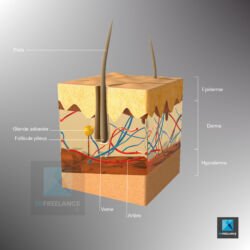 image 3d médicale système pileux modélisation