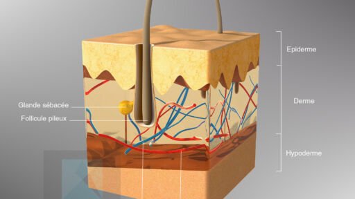 image 3d médicale système pileux modélisation