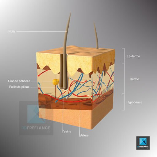 image 3d médicale système pileux modélisation