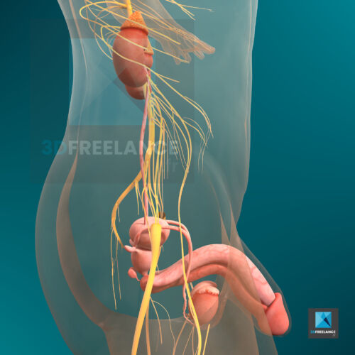 appareil génital homme illustration 3d