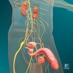 appareil génital masculin dessin 3d