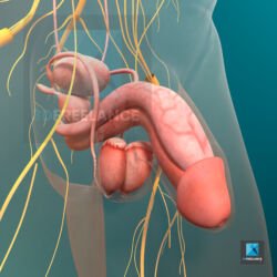appareil génital masculin image 3d