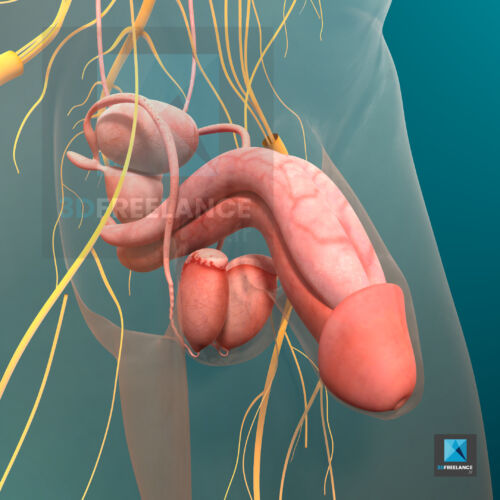 appareil génital masculin image 3d