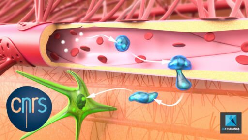 image 3d médicale transmission virus