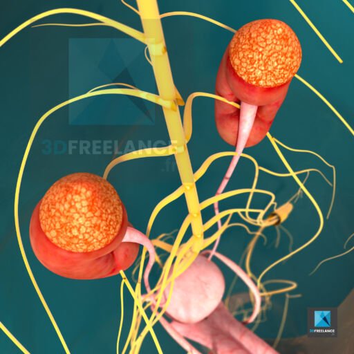 reins homme image 3d rendu