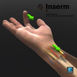 dessin 3d médical tendons de la main