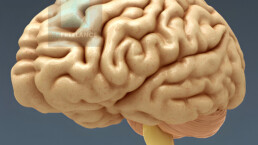 illustration 3d cerveau