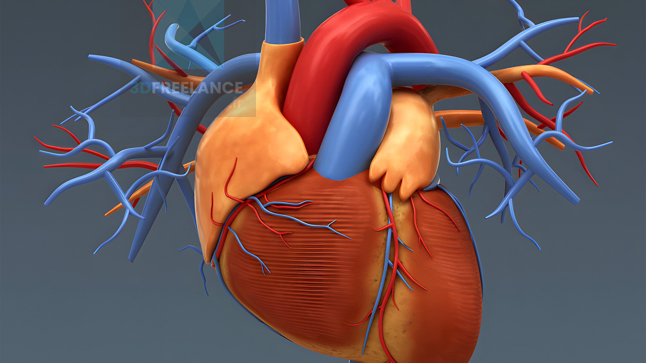 illustration médicale 3d système cardiaque