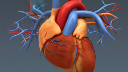 illustration médicale 3d système cardiaque
