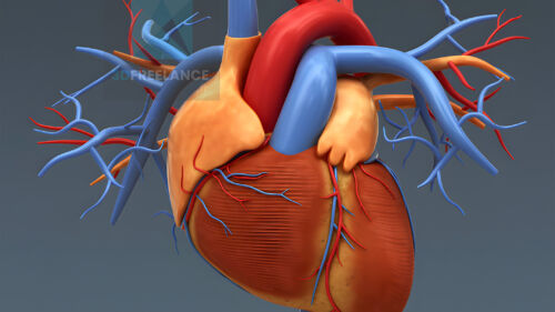illustration médicale 3d système cardiaque