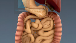 illustration médicale 3d système digestif