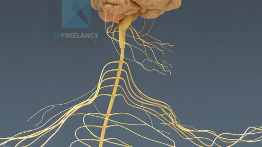 illustration médicale 3d système nerveux