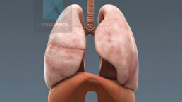 illustration médicale 3d système pulmonaire