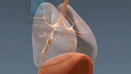 illustration médicale 3d système respiratoire