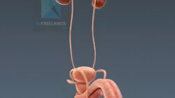 illustration médicale 3d système urinaire