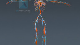 illustration médicale 3d système vasculaire