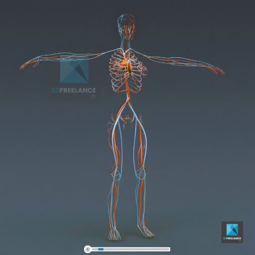 illustration médicale 3d système vasculaire