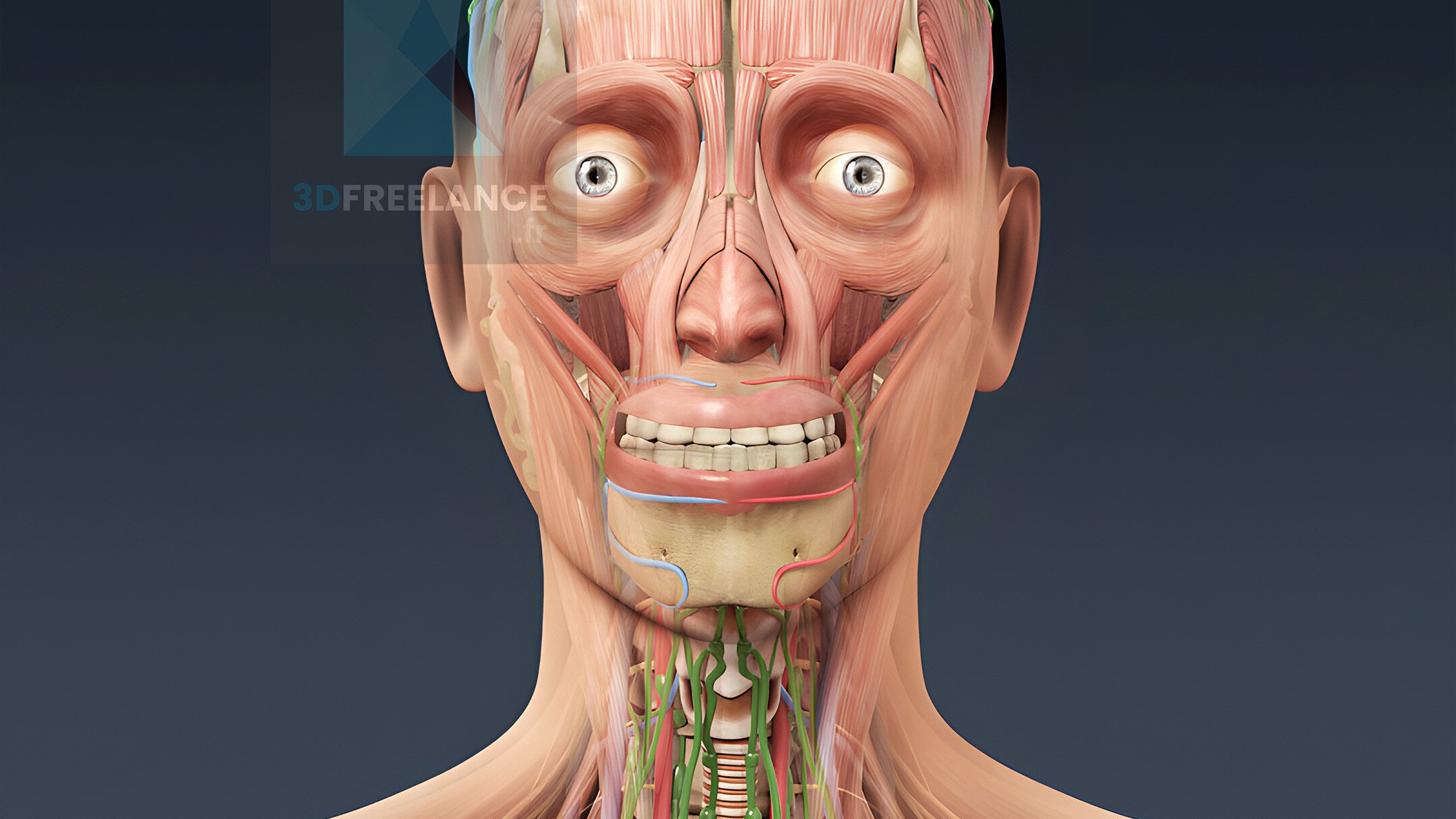 illustration médicale - anatomie humaine 3d