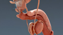 illustration médicale système reproducteur masculin