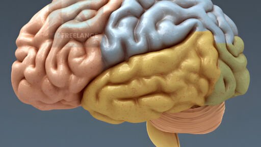 image 3d des différentes zones du cerveau