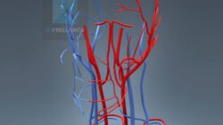 image 3d médicale système cérébro-vasculaire