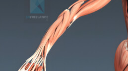 image 3d muscles du bras et mains