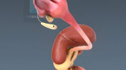 le système digestif en 3d